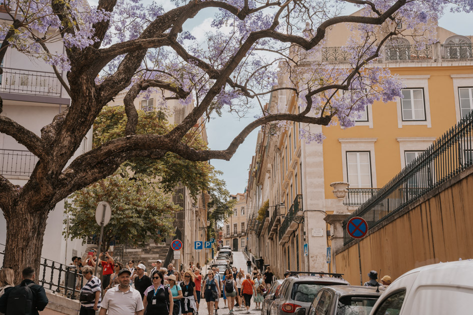 people walk down a streets with yellow building and large tree with purple flowers in Lisbon